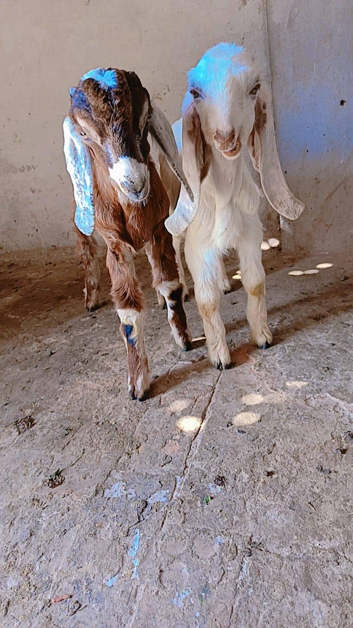 اوریجنل لیل پوری جوڑا 1