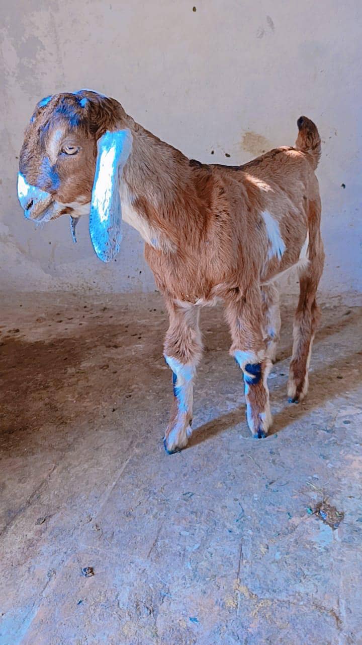 اوریجنل لیل پوری جوڑا 2