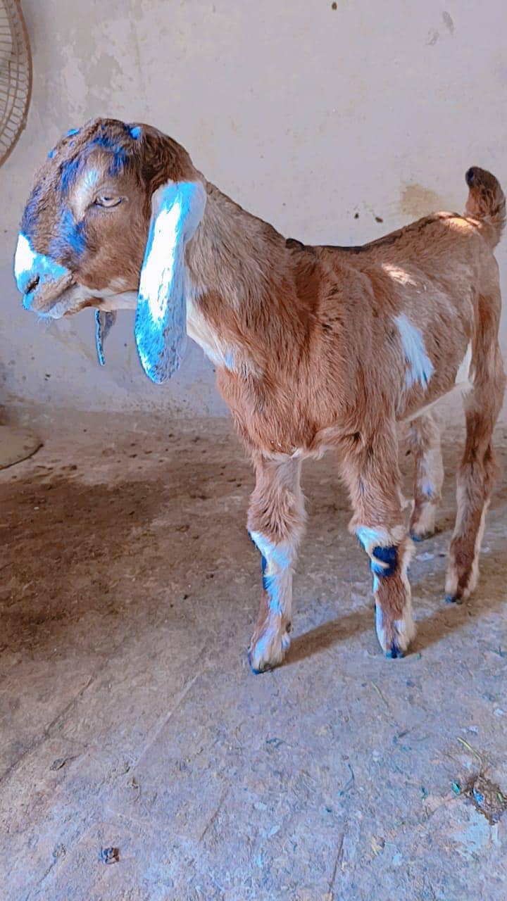 اوریجنل لیل پوری جوڑا 3