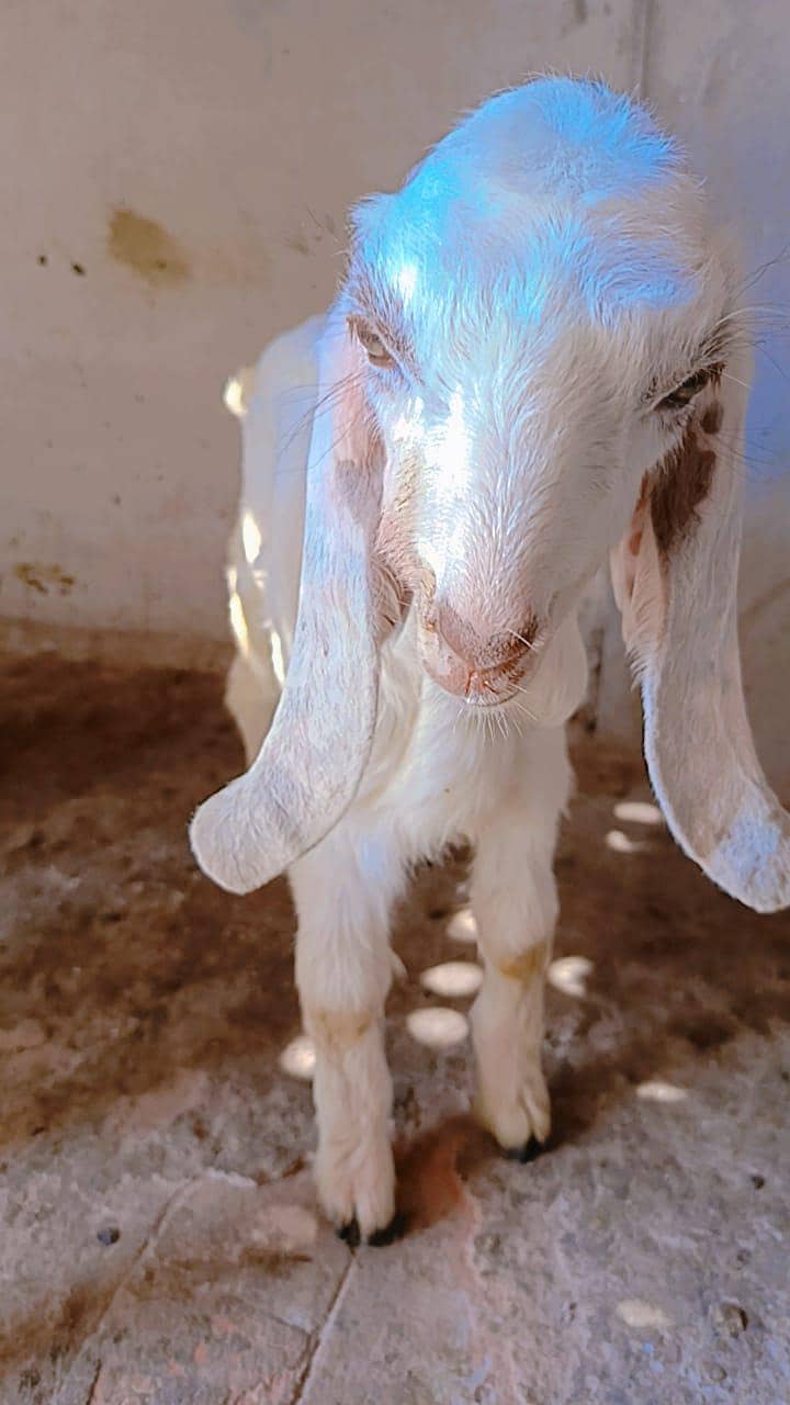 اوریجنل لیل پوری جوڑا 5