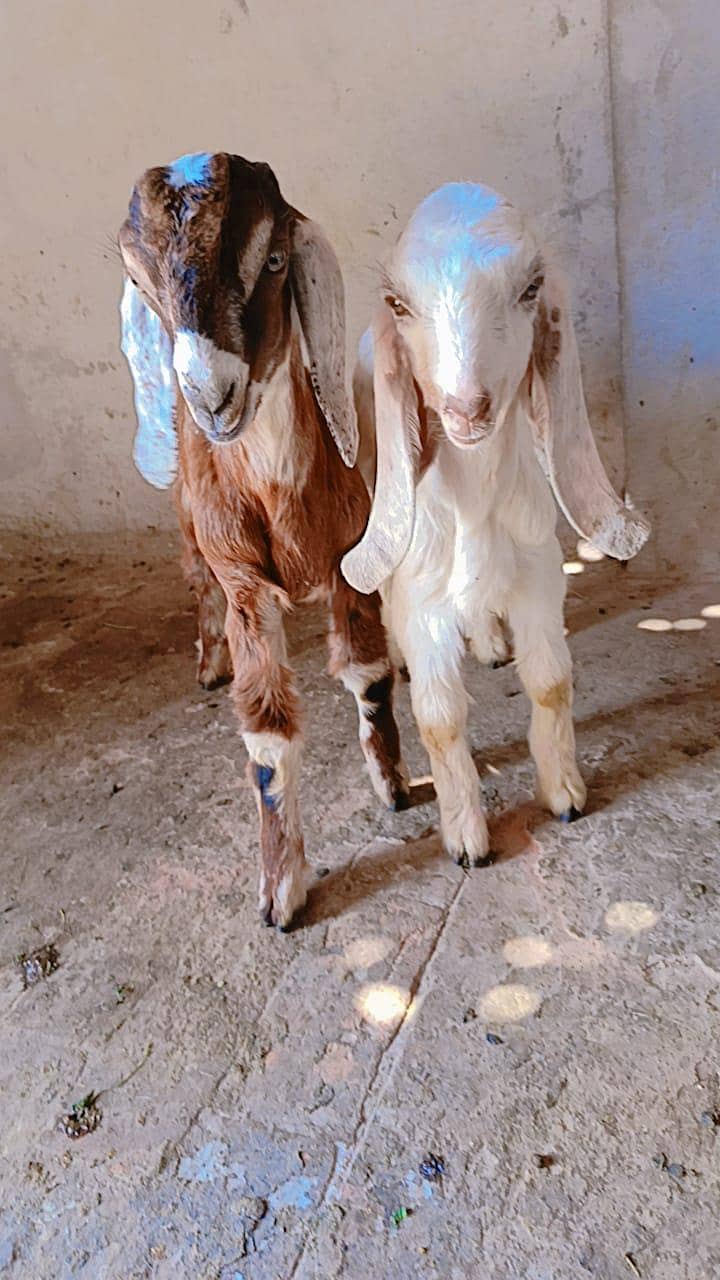 اوریجنل لیل پوری جوڑا 6