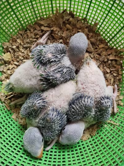 Raw parrot chicks for sale