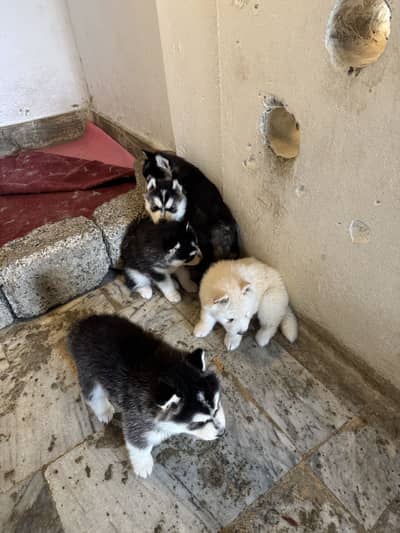 High-Quality Siberian Husky Puppies – Pure Breed & Sharp Masking