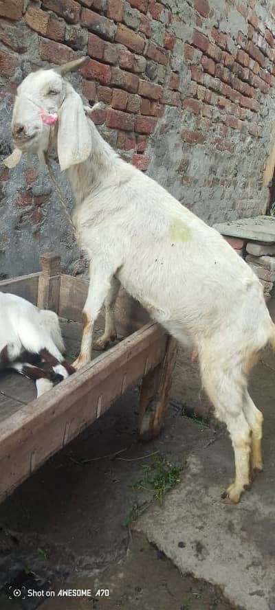 Desi Cross | Gaban Bakri | Goat | 2 Dant | 4 Dant | بکری