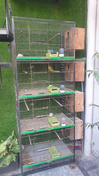 Parrots and Lovebirds Cage with 2 Pairs of Lovebird with Accessories