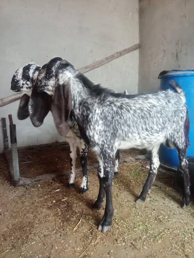 makkhi chini adult pair