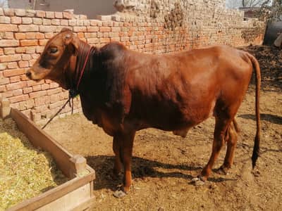 Qurbani ky bachry ghas tori ky koi wanda feeding ni hy