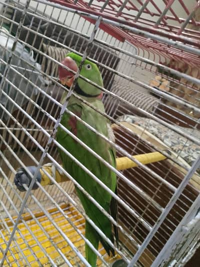 RAW PAHADI PARROT SPEAKS MANY THINGS