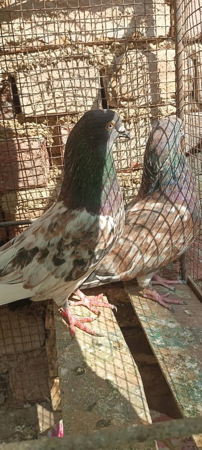 full pair he fast bred krega