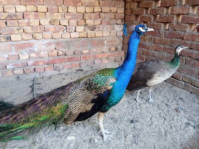 Peacock Pair for sale
