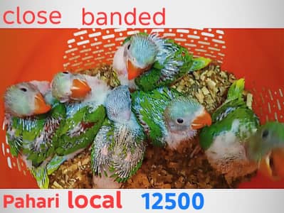 raw ringneck conure Pahari chicks self talking tame all parrots birds