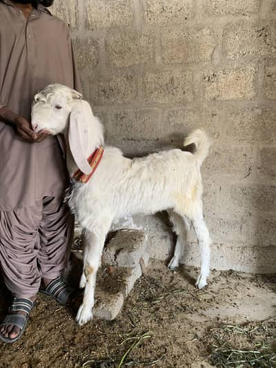 2 bakra wattsapp numbers 03132352121