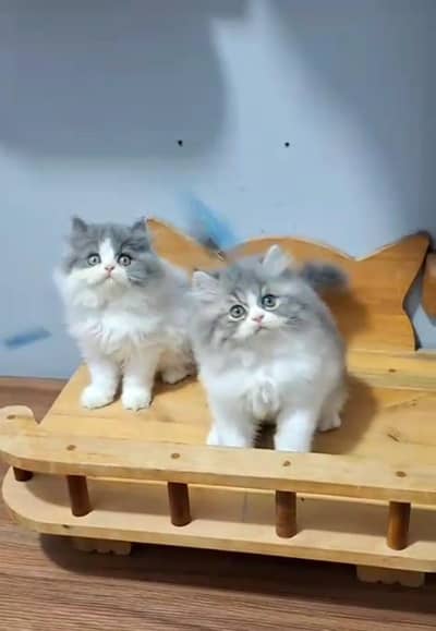 Persian Cats & Kittens for Sale may WhatsApp 03126762031