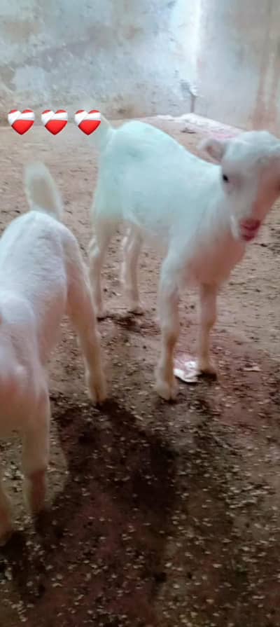 male and female zero size