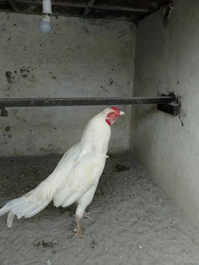 Heera male for sale vvvip quality