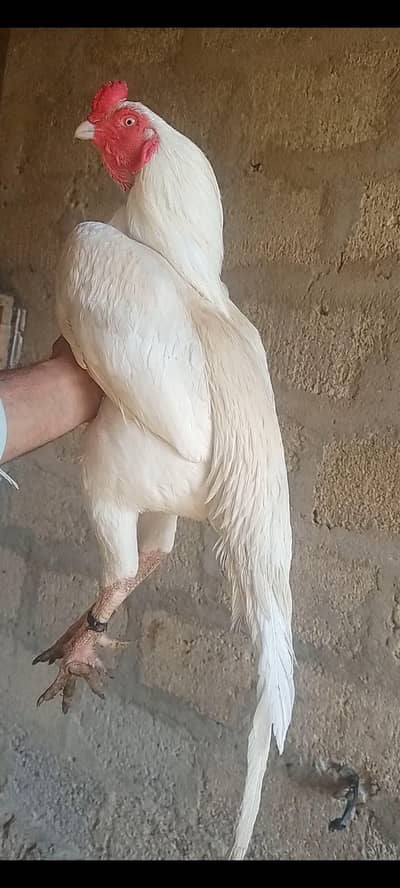 Herra murgha White nok nalli