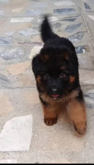 German Shepherd puppy mail long coat for sale