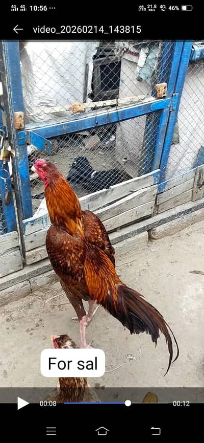 full active aseel 03467630647 what's tup