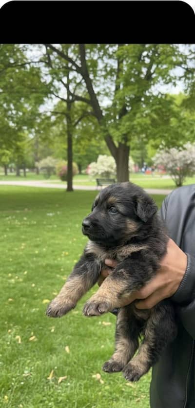 Top Quality Long Coat German Shepherd Puppies | Pedigree Bloodline
