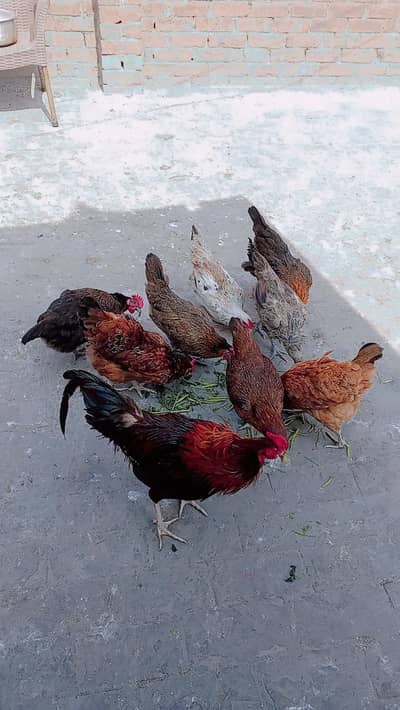 8 hen 1 cock Hen per pes 1300 cock 3000 03228864533