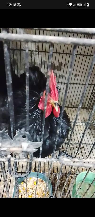 bantam beeeder pair black