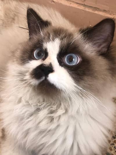 ragdoll male
