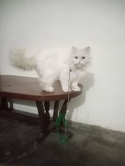 young female cat  for sale