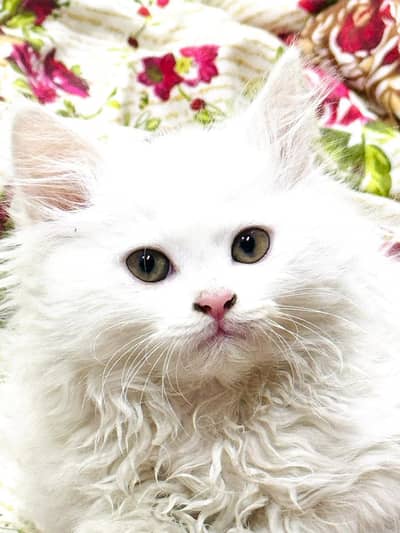 Persian kitten