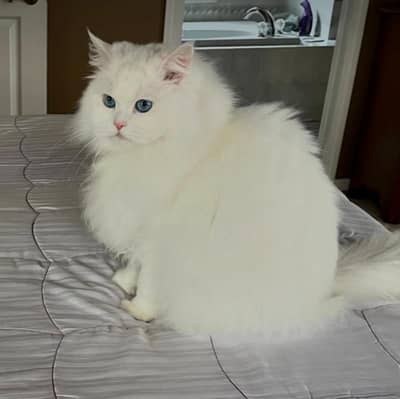 Persian cat