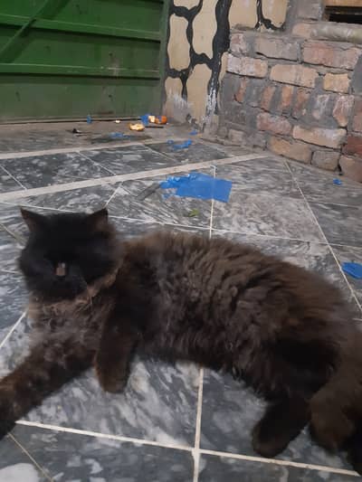 Grey persion male cat