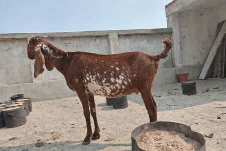 Makhi Cheeni Goat