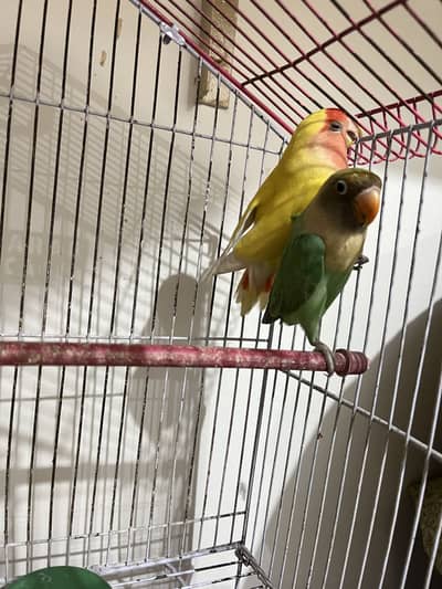 Green and yellow fisher pair on breeder