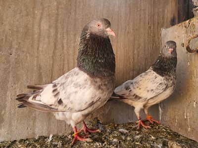 Kamagar pair for sale.