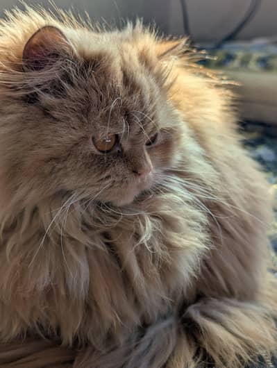 persain cat long coat