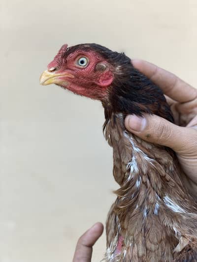 Aseel murgia available for Sale