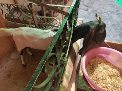 Bakri for sale
