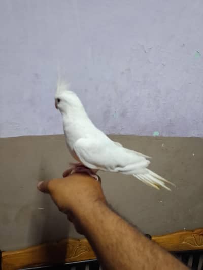 hand tame pair full friendly