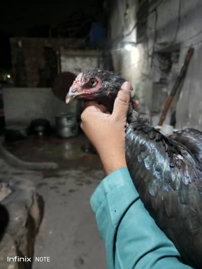 mainwali 2 madia full black 03491655165