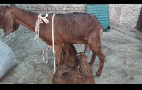 بیتل دیسی کراس بکری ساتھ 2 مادہ بچے۔تقریبا 12/14 دن کی دوبارہ کراس ہںے