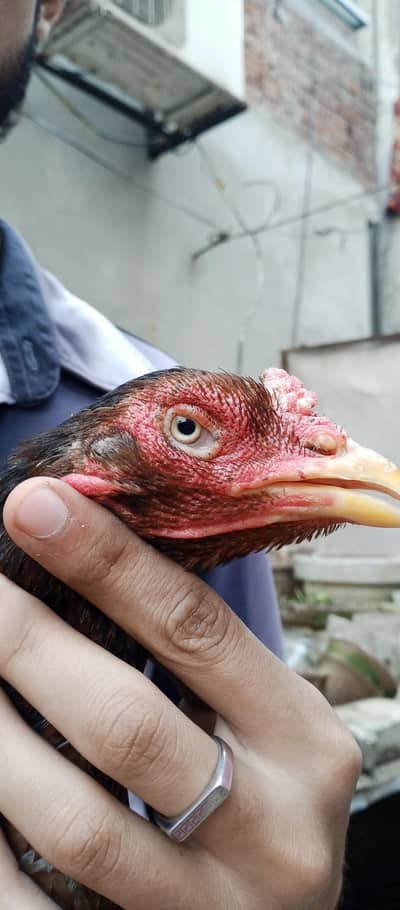 urgent 2 Quality Aseel madian for sale