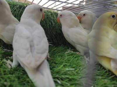 LoveBirds Albino Decino