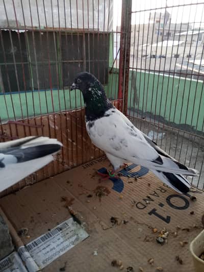 mix pijon faqeer Gul nar 1500 or Patti waly 700 RS par