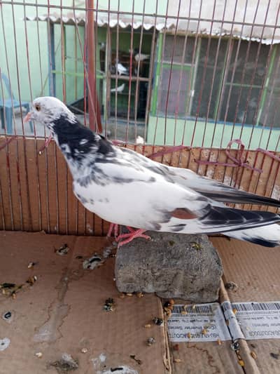 mix pijon faqeer Gul nar 1500 or Patti waly 700 RS par