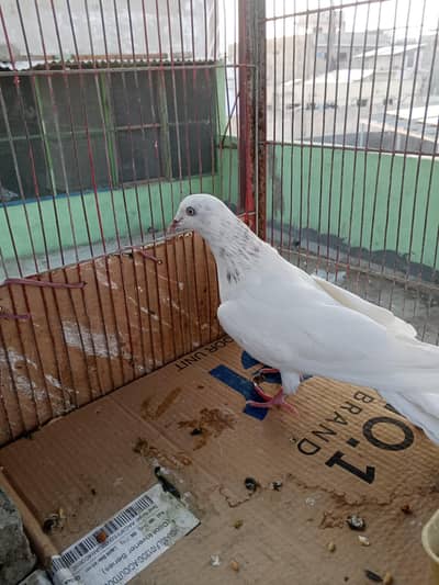 mix pijon faqeer Gul nar 1500 or Patti waly 700 RS par