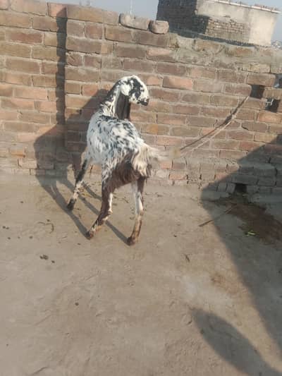 Goat for sale femail