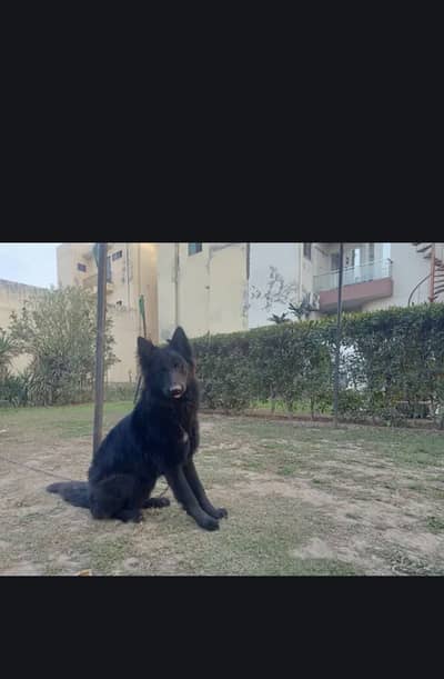 Black GERMAN SHEPHERD male available