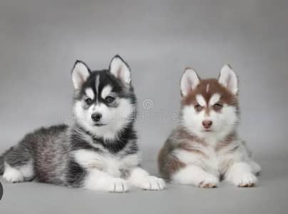 pair available  all Pakistan  dilver  available  singel price 35k