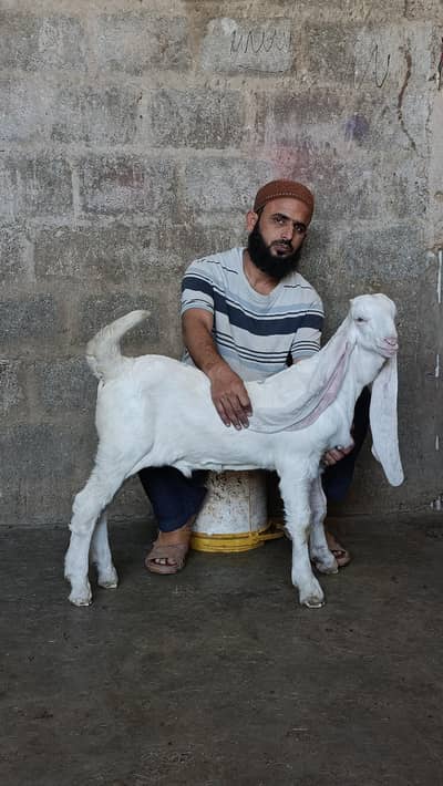 PRIMEUM QULTY  GULABI BLOOD LINE MALE AND FEMALE PAIR