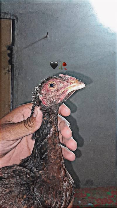 aseel bangum and burmi cross