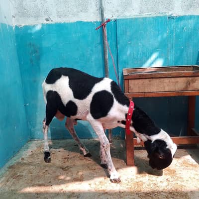 black in white dumba ha